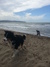Hundestrand Albinia